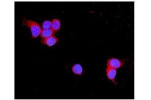 IF analysis of TNXB using anti-TNXB antibody (ABIN3043715). (TNXB anticorps  (C-Term))