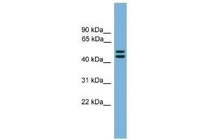 Western Blot showing GORASP1 antibody used at a concentration of 1-2 ug/ml to detect its target protein. (GORASP1 anticorps  (N-Term))