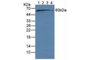 Figure. (GDI1 anticorps  (AA 1-274))