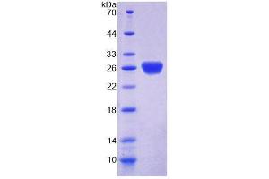 SDS-PAGE analysis of Mouse SSA1 Protein. (TRIM21 Protéine)