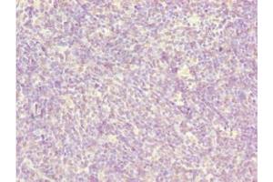 Immunohistochemistry of paraffin-embedded human thymus tissue using ABIN7145774 at dilution of 1:100 (BCAS3 anticorps  (AA 689-928))