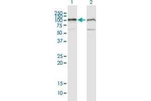 Western Blot analysis of UBA2 expression in transfected 293T cell line by UBA2 MaxPab polyclonal antibody. (UBA2 anticorps  (AA 1-640))