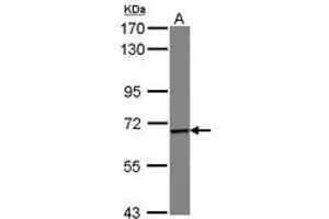 Image no. 1 for anti-Epsin 1 (EPN1) (AA 354-576) antibody (ABIN1498048) (Epsin 1 anticorps  (AA 354-576))