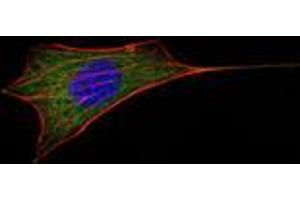 Immunofluorescence analysis of NIH/3T3 cells using BCL-2 mouse mAb (green).