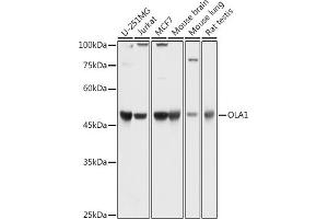 Western blot analysis of extracts of various cell lines, using OL antibody (1671) at 1:1000 dilution. (OLA1 anticorps  (AA 297-396))