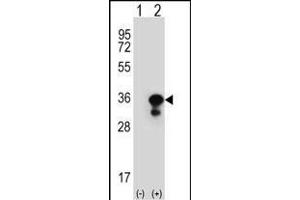 Western blot analysis of PCNA (arrow) using rabbit polyclonal PCNA Antibody (C-term) (ABIN389344 and ABIN2839453). (PCNA anticorps  (C-Term))