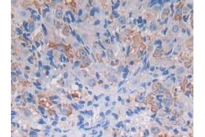 IHC-P analysis of Mouse Ovary Tissue, with DAB staining. (PROZ anticorps  (AA 23-399))