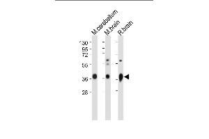 All lanes : Anti-GNAO1 Antibody (C-term) at 1:2000 dilution Lane 1: Mouse cerebellum whole lysate Lane 2: Mouse brain whole lysate Lane 3: Rat brain whole lysate Lysates/proteins at 20 μg per lane.