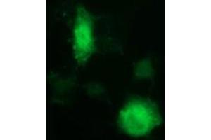 Image no. 2 for anti-Indoleamine 2,3-Dioxygenase 1 (IDO1) antibody (ABIN1498793) (IDO1 anticorps)