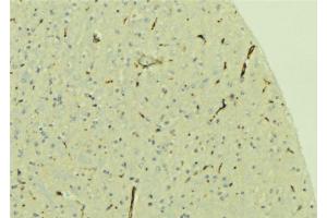 ABIN6279652 at 1/100 staining Mouse brain tissue by IHC-P. (PREX1 anticorps  (Internal Region))