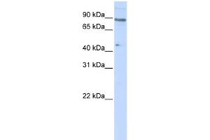 WB Suggested Anti-ZNF280C Antibody Titration:  0.