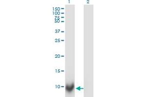 Western Blot analysis of POLR2J expression in transfected 293T cell line by POLR2J monoclonal antibody (M02), clone 1A10.
