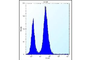 RBL2 Antibody (N-term) (ABIN656158 and ABIN2845489) flow cytometric analysis of Jurkat cells (right histogram) compared to a negative control cell (left histogram).