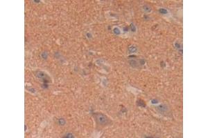 IHC-P analysis of Human Tissue, with DAB staining. (Contactin 1 anticorps  (AA 736-1003))