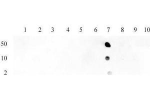 Histone H3 acetyl Lys23 pAb tested by dot blot analysis. (Histone 3 anticorps  (H3K23ac))