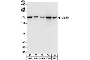Western Blotting (WB) image for anti-High Density Lipoprotein Binding Protein (HDLBP) (AA 1-50) antibody (ABIN7450891)