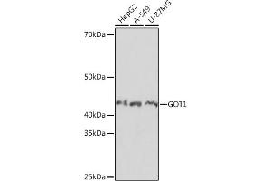 Western blot analysis of extracts of various cell lines, using GOT1 Rabbit mAb (ABIN7267426) at 1:1000 dilution.