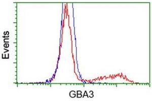 HEK293T cells transfected with either RC211035 overexpress plasmid (Red) or empty vector control plasmid (Blue) were immunostained by anti-GBA3 antibody (ABIN2454359), and then analyzed by flow cytometry. (GBA3 anticorps  (AA 1-150, AA 370-469))