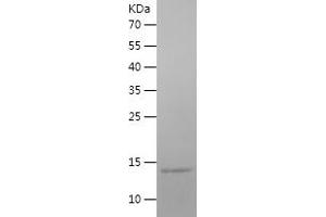 Western Blotting (WB) image for ATPase, H+ Transporting, Lysosomal 13kDa, V1 Subunit G3 (ATP6V1G3) (AA 1-118) protein (His tag) (ABIN7121940)