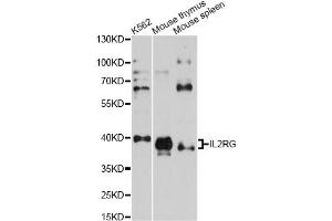 Western blot analysis of extracts of various cell lines, using IL2RG antibody (ABIN1873211) at 1:1000 dilution. (IL2RG anticorps)