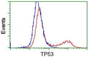Image no. 4 for anti-Tumor Protein P53 (TP53) antibody (ABIN1499969) (p53 anticorps)