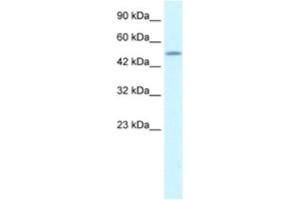 Western Blotting (WB) image for anti-CAMP Responsive Element Binding Protein 3-Like 2 (CREB3L2) antibody (ABIN2461020) (CREB3L2 anticorps)