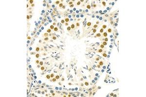 Immunohistochemistry of paraffin embedded mouse testis using BUB1 (ABIN7073237) at dilution of 1:800 (400x lens) (BUB1 anticorps)