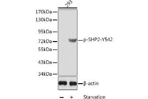 Western blot analysis of extracts from 293 cells using Phospho-SHP2-Y542 antibody (ABIN3019976, ABIN3019977, ABIN3019978 and ABIN1681974). (PTPN11 anticorps  (pTyr542))