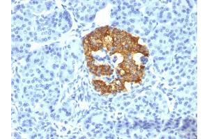 Formalin-fixed, paraffin-embedded human Pancreas stained with Insulin Mouse Monoclonal Antibody (2D11-H5). (Insulin anticorps)