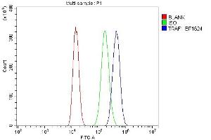 Flow Cytometry analysis of A549 cells using anti-TRAF1 antibody (ABIN7600020). (TRAF1 anticorps  (AA 14-404))