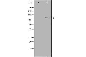 Western blot analysis of K562 whole cell lysates, using DRP1  Antibody.