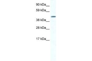 Western Blotting (WB) image for anti-Gap Junction Protein, alpha 5, 40kDa (GJA5) antibody (ABIN2461385) (Cx40/GJA5 anticorps)