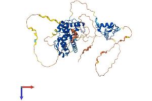 AlphaFold protein structure predicition of Human Recombinant RXRB Protein, UniprotID P28702