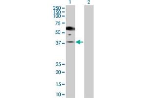 Western Blot analysis of PGA5 expression in transfected 293T cell line by PGA5 MaxPab polyclonal antibody. (PGA5 anticorps  (AA 1-388))