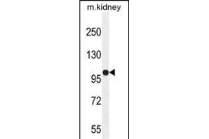 KIL Antibody (N-term) (ABIN654924 and ABIN2844567) western blot analysis in mouse kidney tissue lysates (35 μg/lane). (KIAA1324-Like anticorps  (N-Term))