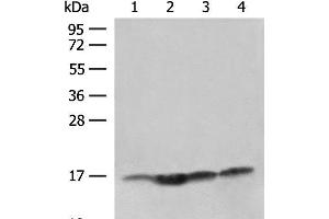 Western blot analysis of Human prostate tissue Jurkat cell Hela and HL-60 cell lysates using MAGOHB Polyclonal Antibody at dilution of 1:400 (Mago Nashi Homolog 2 anticorps)