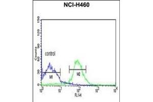 FKBP9 Antibody (N-term) (ABIN391580 and ABIN2841514) flow cytometric analysis of NCI- cells (right histogram) compared to a negative control cell (left histogram).