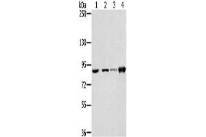 Gel: 6 % SDS-PAGE, Lysate: 40 μg, Lane 1-4: 823 cells, PC3 cells, 231 cells, hepg2 cells, Primary antibody: ABIN7130903(RNF214 Antibody) at dilution 1/250, Secondary antibody: Goat anti rabbit IgG at 1/8000 dilution, Exposure time: 20 seconds