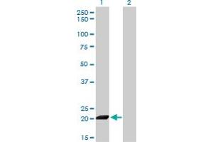 Western Blot analysis of ISG20 expression in transfected 293T cell line by ISG20 monoclonal antibody (M01), clone 1B2-3C9. (ISG20 anticorps  (AA 1-181))