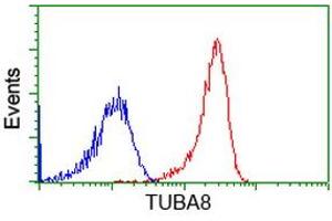 Image no. 4 for anti-Tubulin, alpha 8 (TUBA8) antibody (ABIN1501559)