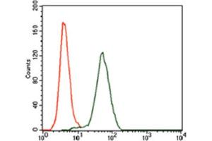 Immunohistochemical analysis of paraffin-embedded cerebellum tissues using KEAP1 antibody with DAB staining.