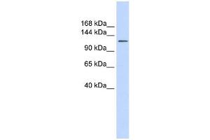 SLC24A1 antibody used at 1 ug/ml to detect target protein. (SLC24A1 anticorps)