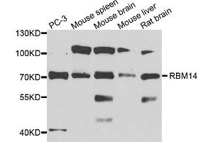 Western blot analysis of extracts of various cell lines, using RBM14 antibody (ABIN1874564) at 1:1000 dilution. (RBM14 anticorps)