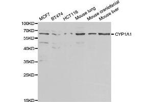 Western blot analysis of extracts of various cell lines, using CYP1A1 antibody (ABIN5971186) at 1/1000 dilution. (CYP1A1 anticorps)