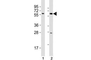 Western blot testing of SOX10 antibody at 1:2000 dilution.