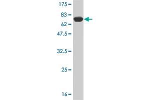 Western Blot detection against Immunogen (67.