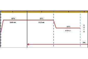 Polymerase Chain Reaction (PCR) image for Met Proto-Oncogene (MET) IQ-ELISA Kit (ABIN5680031)