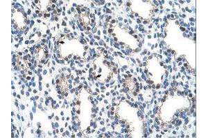 Image no. 1 for anti-THO Complex 4 (THOC4) (AA 58-107) antibody (ABIN203454) (THO Complex 4 anticorps  (AA 58-107))