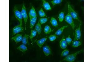 IF analysis of P38 Gamma/MAPK12 using anti-P38 Gamma/MAPK12 antibody (ABIN7600727). (MAPK12 anticorps  (AA 229-367))