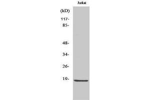 Western Blotting (WB) image for anti-Caspase 2 p18 (cleaved), (Gly170) antibody (ABIN3181777) (Caspase 2 p18 anticorps  (cleaved, Gly170))